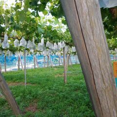 ブドウ畑　借地３００坪　そのまま譲ります ブドウ畑 借地300坪 そのまま譲ります