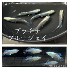 【nego_mdk】改良メダカ稚魚〜幼魚
