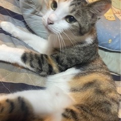 にゃんこ先生みたいなハチワレ三毛猫の女の子4歳の里親様募集させて...