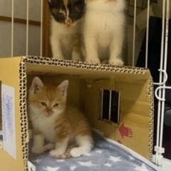 生後1ヶ月の保護猫3匹の譲渡