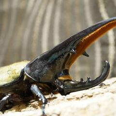 BULL血統！DHヘラクレス♂127ミリ単品　極太血統