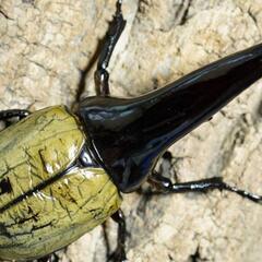 BULL血統！DHヘラクレス♂127ミリ単品　極太血統