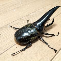 BULL血統！DHヘラクレス♂127ミリ単品　極太血統