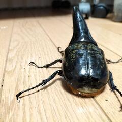 BULL血統！DHヘラクレス♂127ミリ単品　極太血統