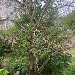 オリーブの枯木