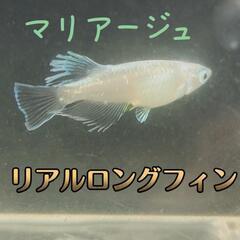 決まりました！マリアージュリアルロングフィン　メダカ　大きめ稚魚...