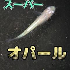 スーパーオパール　メダカ　大きめ稚魚10匹