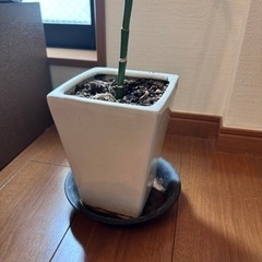 スパイラルバンブー　植木鉢