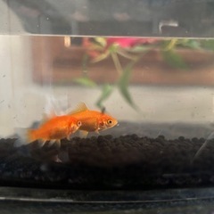 小赤金魚➕ホテイアオイ