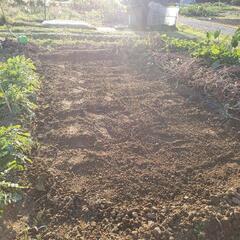 草むしり、除草作業、草刈りやります