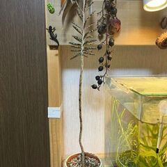 植物　カランコエ属　錦蝶