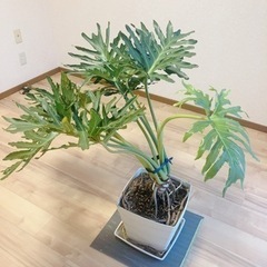 セローム⭐️観葉植物⭐️ 人気観葉植物❗フィロデンドロンセローム