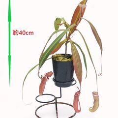 ★ 食虫植物 ★ ネペンテス アルボマルギナータ ★ ウツボカズ...