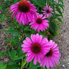 夏の花 エキナセア ピンク