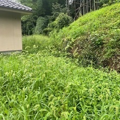 草刈りのお仕事下さい。何でもお手伝いします。