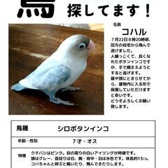 ボタンインコを探しています