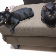 黒猫　オス　生後二ヶ月半くらい　2匹