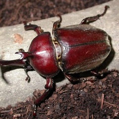 今年もカブト虫とスズムシが生まれました