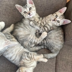 子猫メス3匹生後2ヶ月 - 松山市