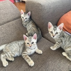 子猫メス3匹生後2ヶ月の画像