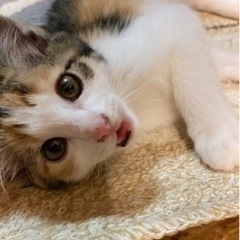 三毛猫の子猫ちゃん、里親様募集中です。の画像