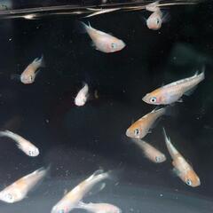 紅白体外光　メダカ幼魚１０匹