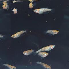 ユリシス　メダカ幼魚１０匹