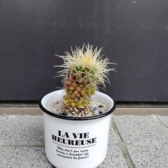 サボテン🌵