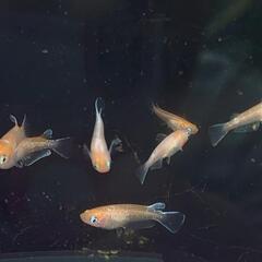 アマテラス　メダカ幼魚５匹