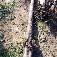 台杉の中古が安い！激安で譲ります・無料であげます｜ジモティー 