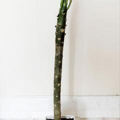 【💖Thankyou💖】プルメリアの薄ピンク🌸観葉植物