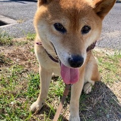 柴犬　メス　