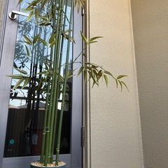 人工観葉植物　竹　バンブー