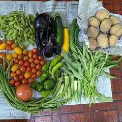 【お取引先決定済み】男爵いもと野菜のセット