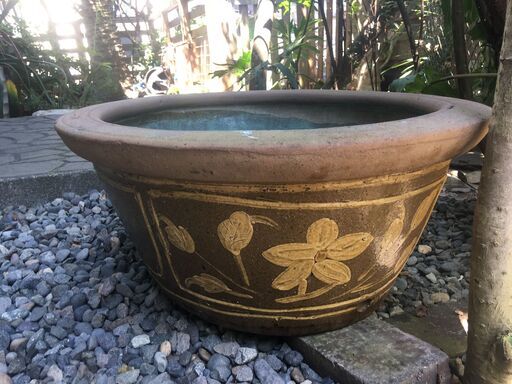 特大の水連鉢