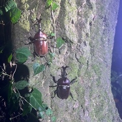 カブトムシ　クワガタムシ