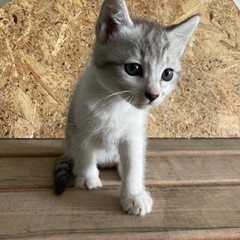 里親募集　北広島市　届出済み（飼い主不在を確認済み） - 猫