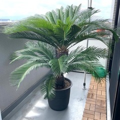 ソテツ　(蘇鉄) ソテツ 蘇鉄 観葉植物植物 南国