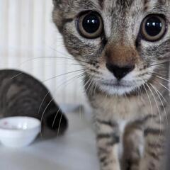 ♡めちゃかわいいおっとりムギの子猫2ヶ月半♡