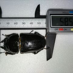 種親級 国産オオクワガタ 能勢YG大型血統 ペア+♀1