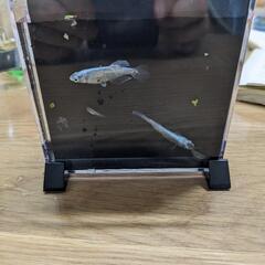 メダカ色々　稚魚　