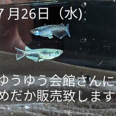 ７月２６日(水)めだか掬い&めだか販売