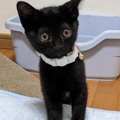 ♡大きな耳がかわいいつやつやの黒猫さん2ヶ月半の男の子♡