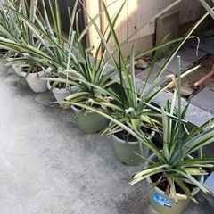 鉢植えパイナップル