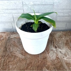 🍌ミニバナナの苗🌱残り3本です！