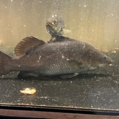 アロワナ バラマンディ×2 3匹セットの価格