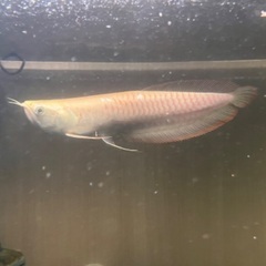 アロワナ バラマンディ×2 3匹セットの価格