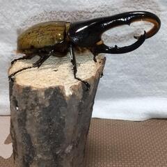 値下げしました！ヘラクレスオオカブト新成虫ペア(ヘラクレス 