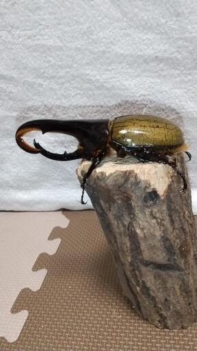 値下げしました！ヘラクレスオオカブト新成虫ペア(ヘラクレス=ヘラクレス) 大型個体産出にオススメ！