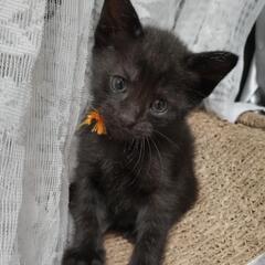 １ヶ月半の黒猫(現在募集は一時中止)